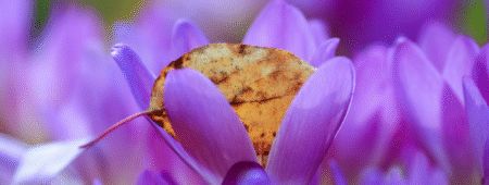 Jesienny krokus