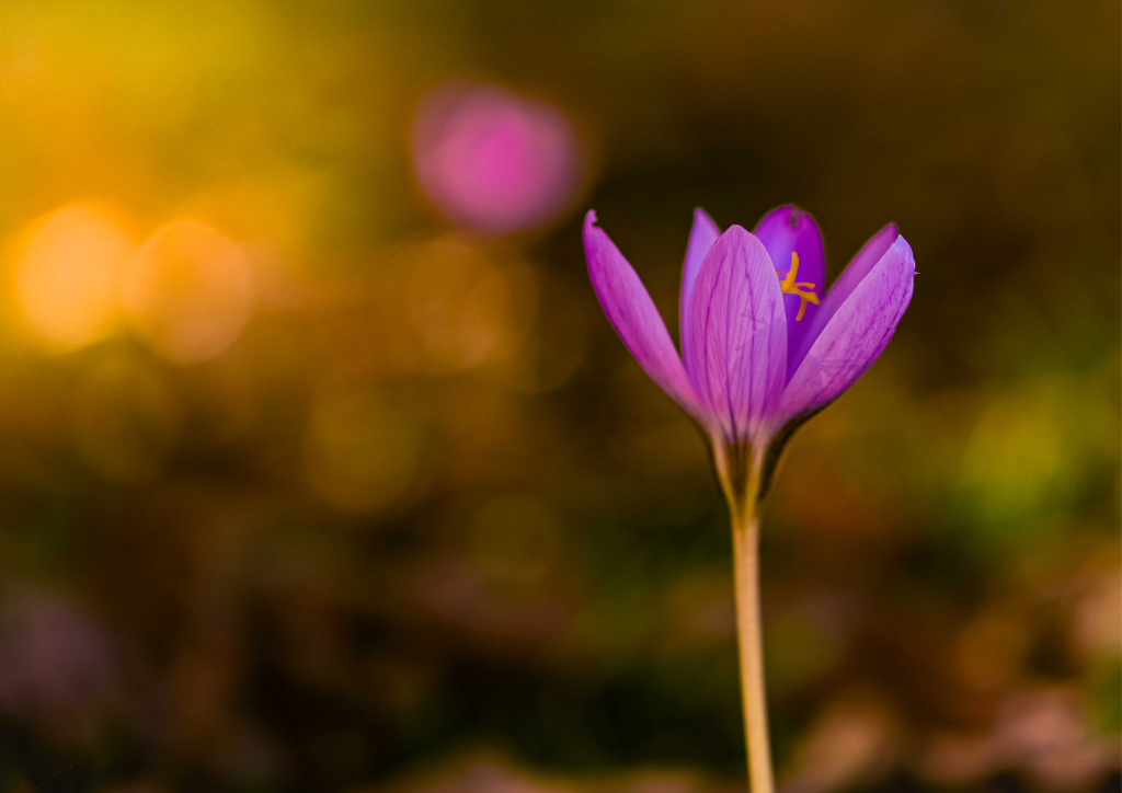 Krokus