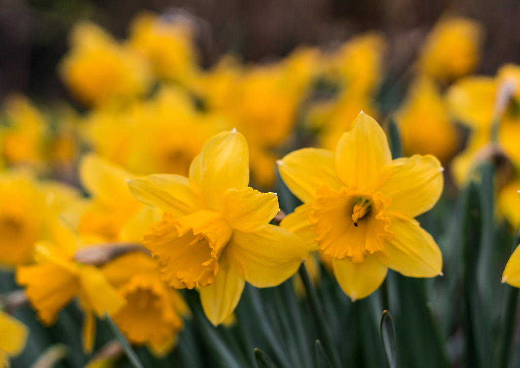 grafika do artykułu co posadzić w kwietniu na balkonie - grafika Canva