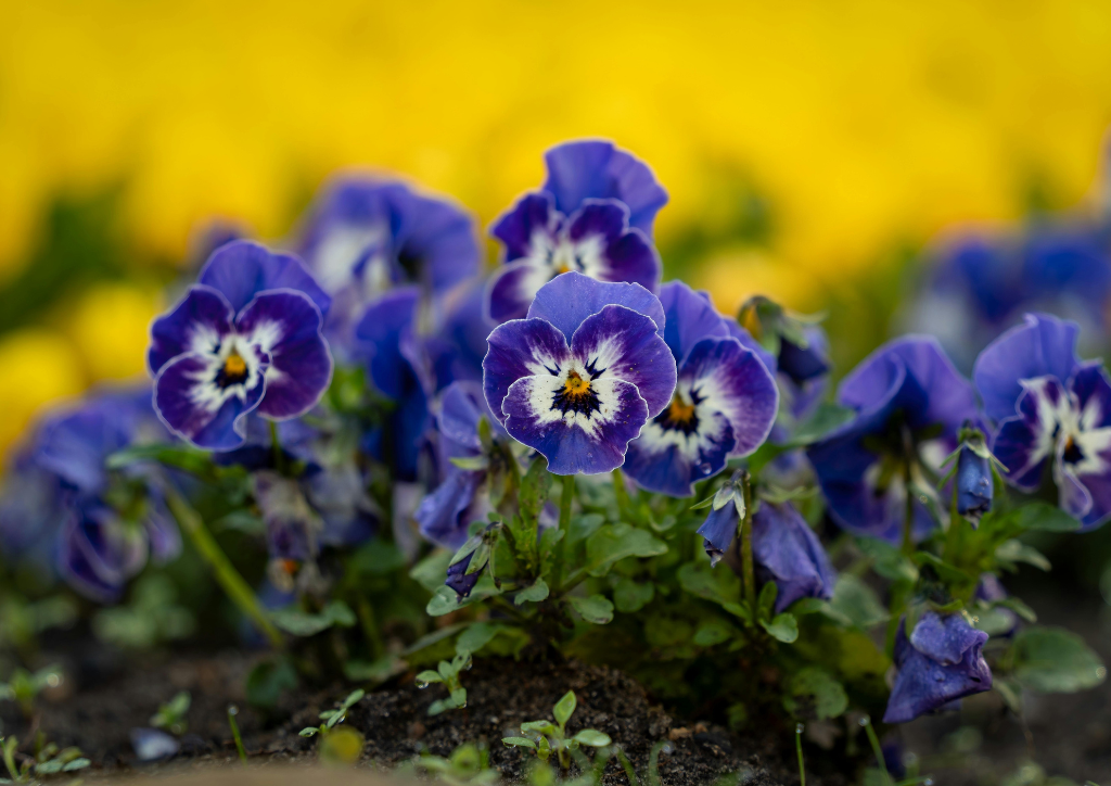 grafika do artykułu co posadzić w kwietniu na balkonie - grafika Canva