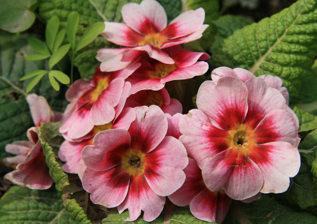 grafika do artykułu co posadzić w kwietniu na balkonie - grafika Canva