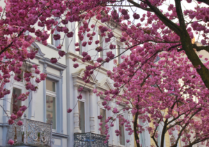 grafika do artykułu co posadzić w kwietniu na balkonie - grafika Canva