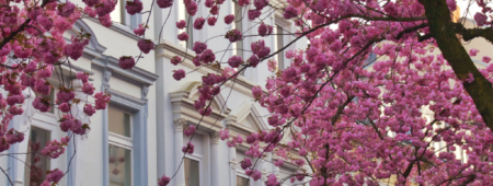 grafika do artykułu co posadzić w kwietniu na balkonie - grafika Canva