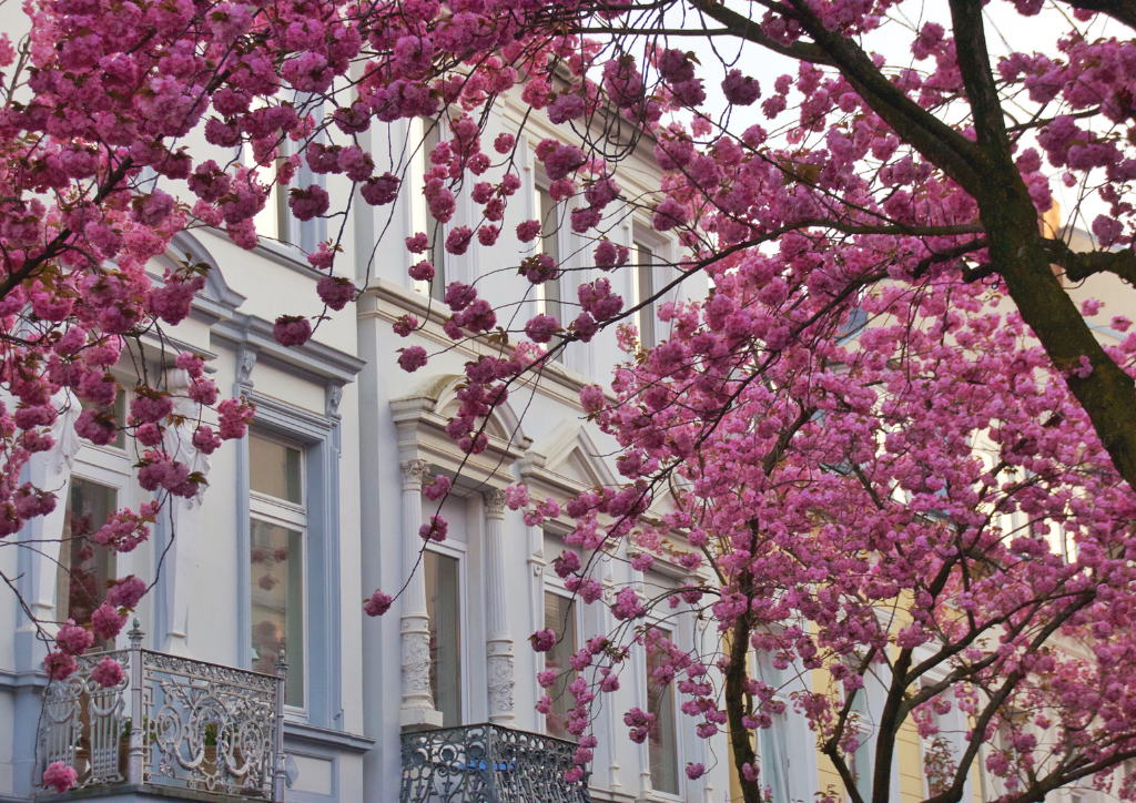 grafika do artykułu co posadzić w kwietniu na balkonie - grafika Canva