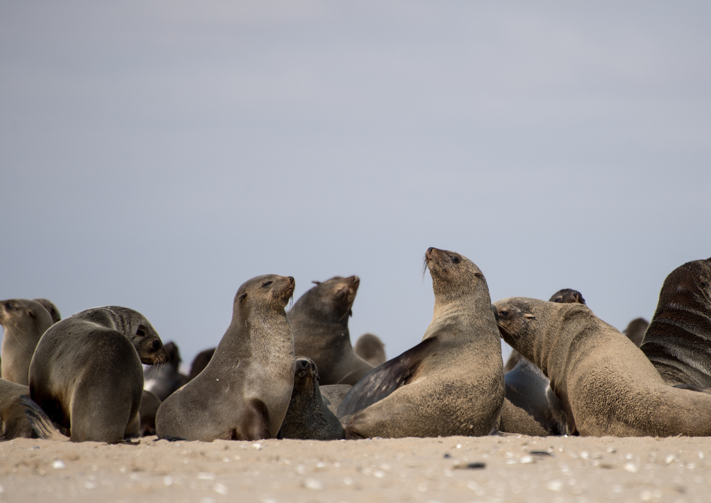 foka - grafika Canva