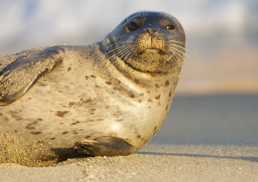 foka - grafika Canva