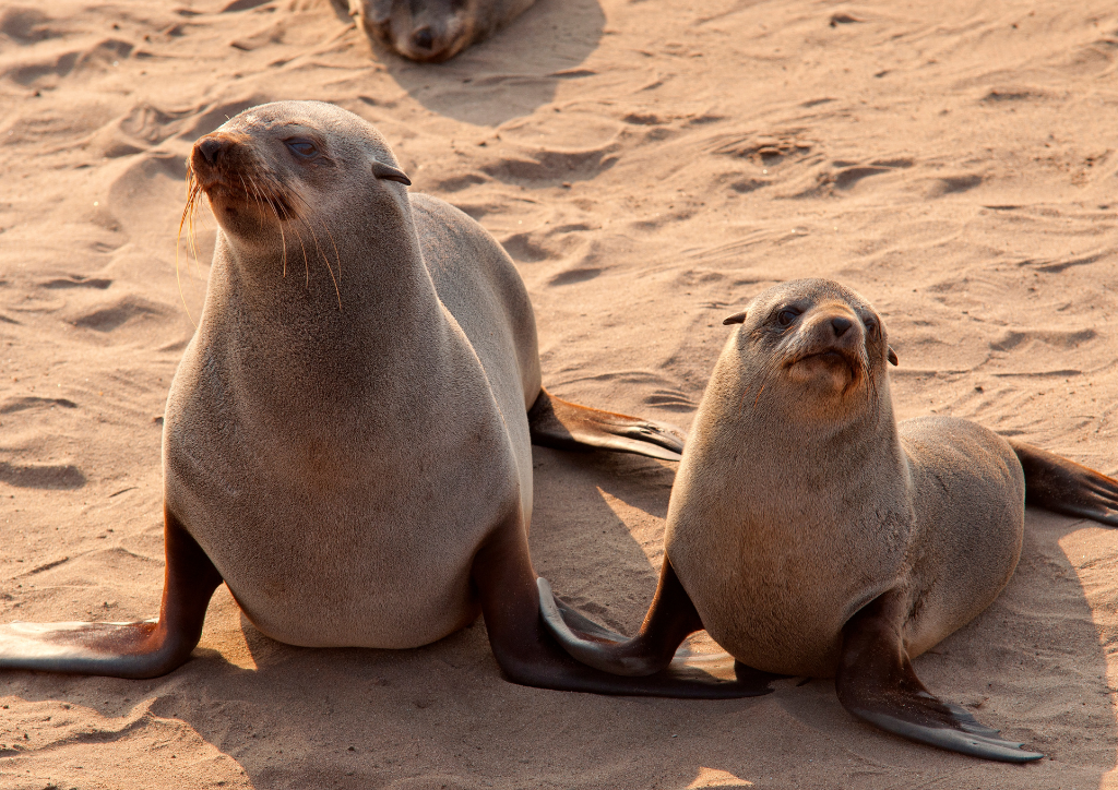 foka - grafika Canva