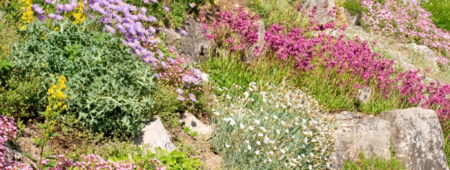 skalniak - grafika Canva