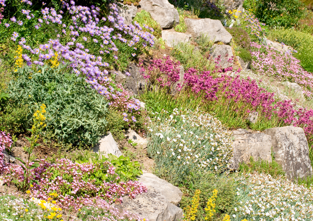 skalniak - grafika Canva