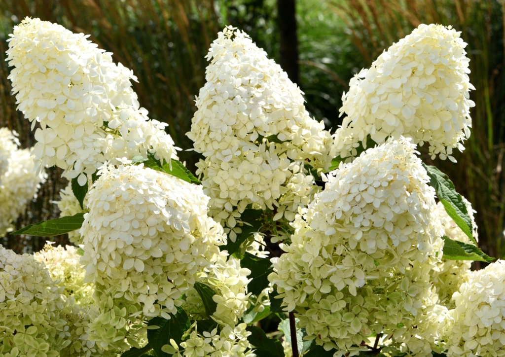 hortensje bukietowe