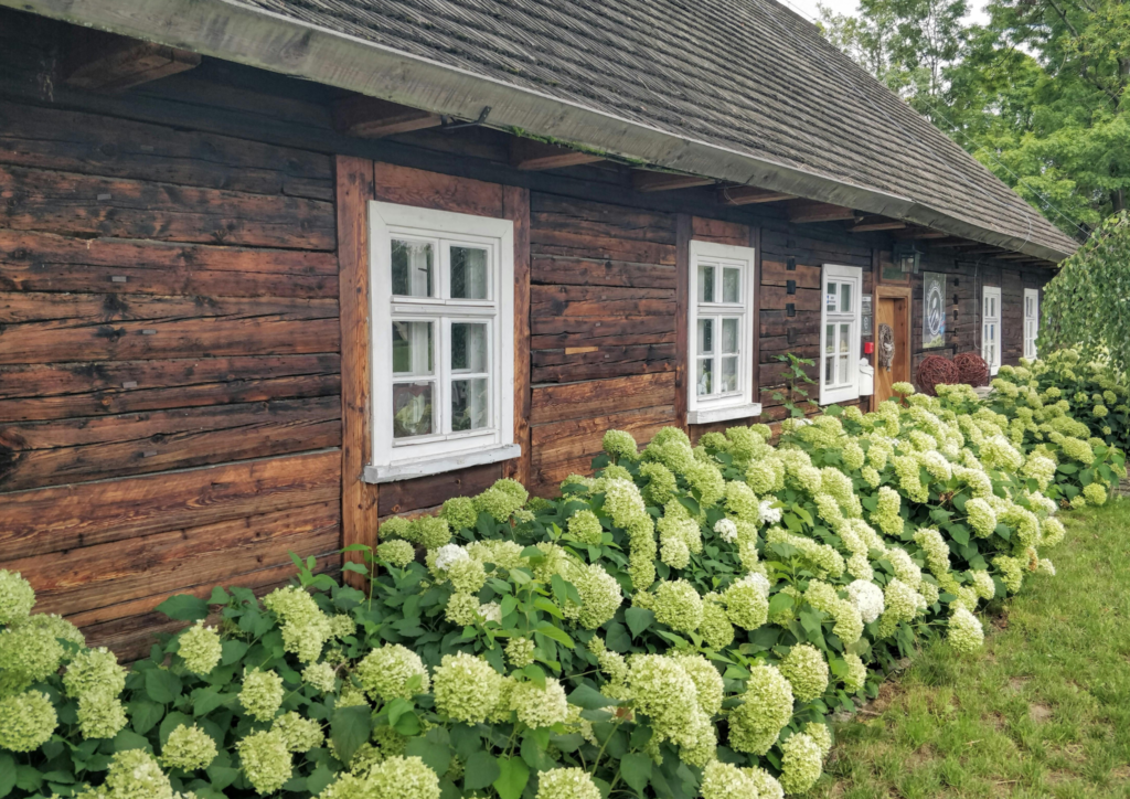 hortensje rosnące pod domem
