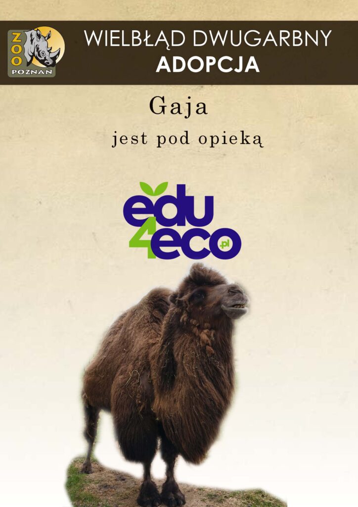 plakat z adoptowanym wielbłądem