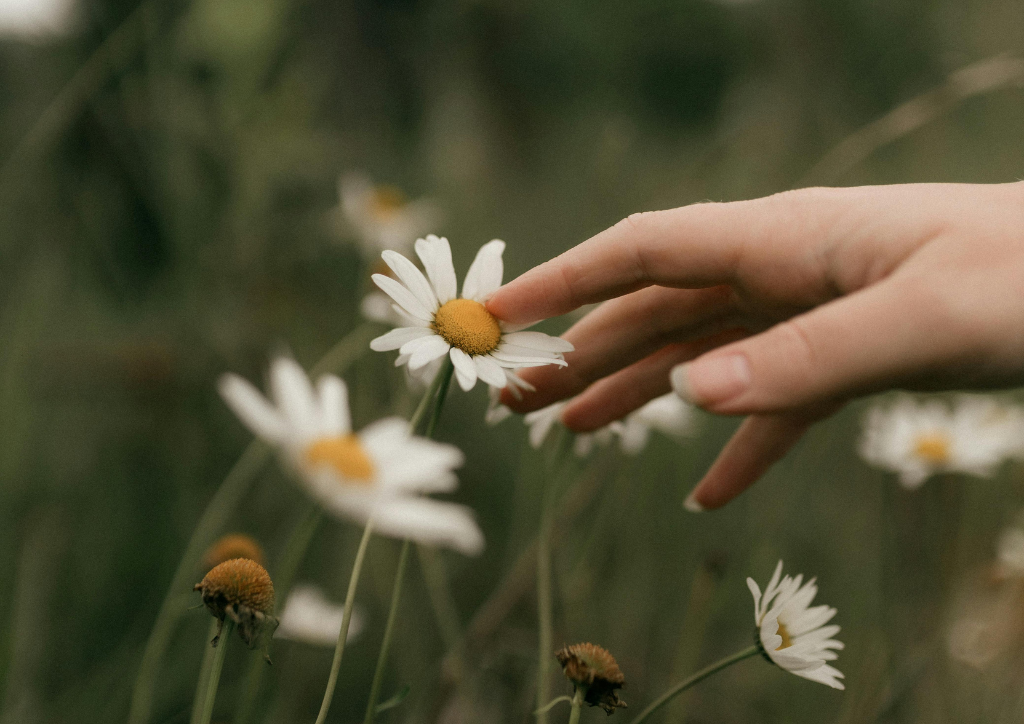 grafika Canva