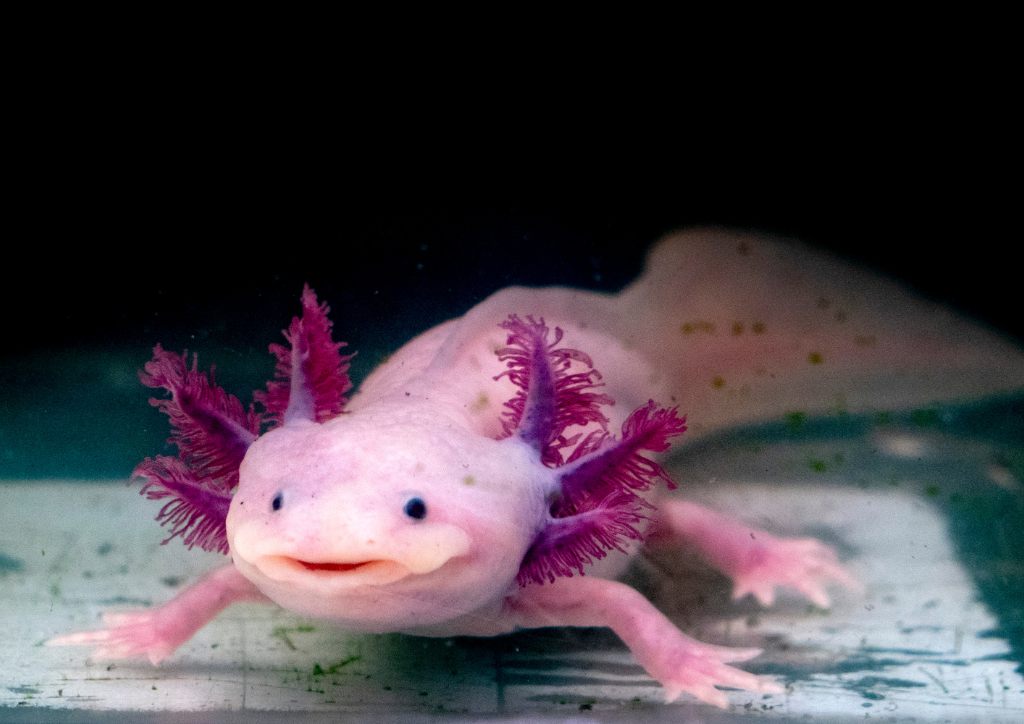 Aksolotl