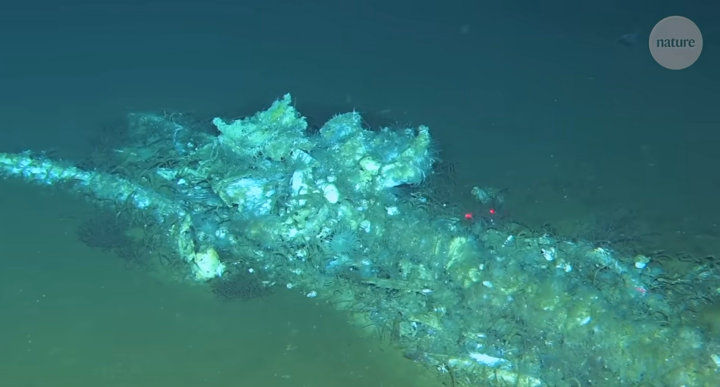 szczątki wielorybów na dnie oceanu