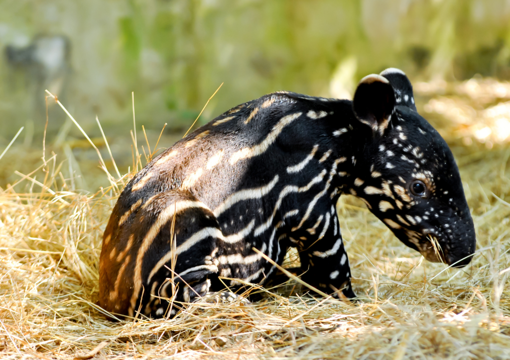 tapir, grafika canva