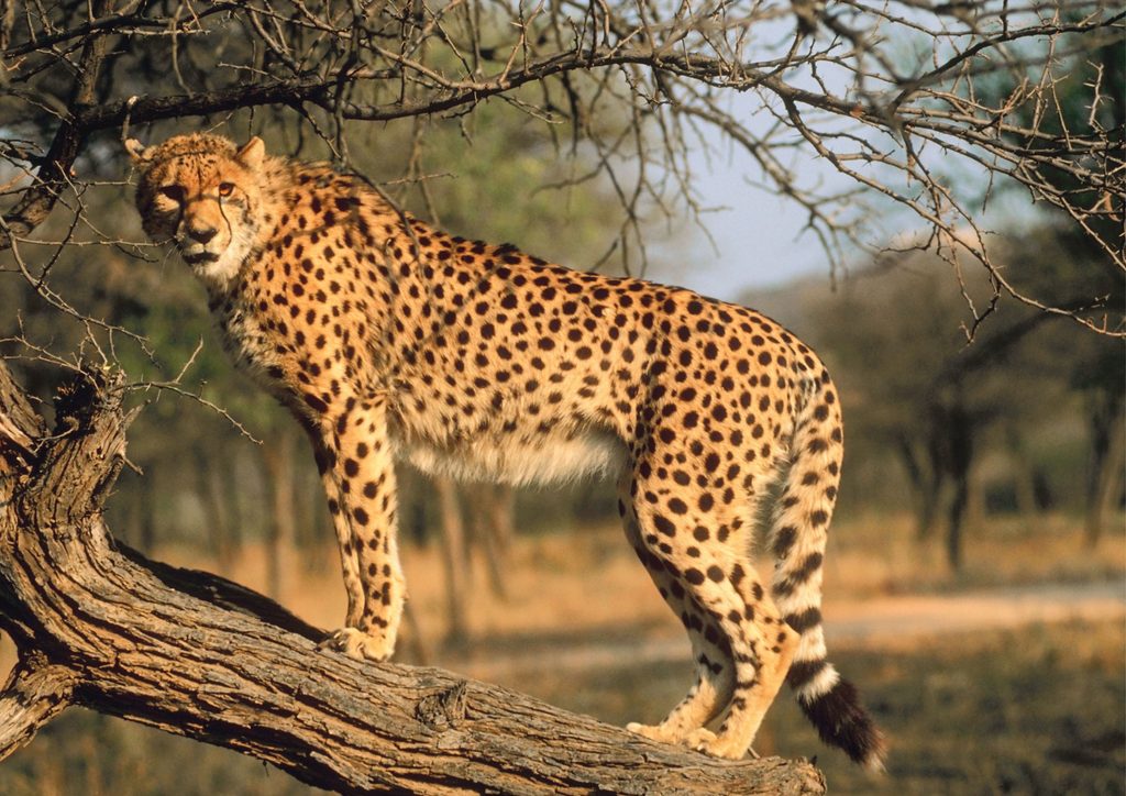 gepard na drzewie