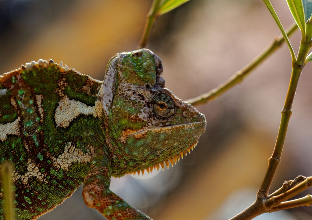 kameleon
