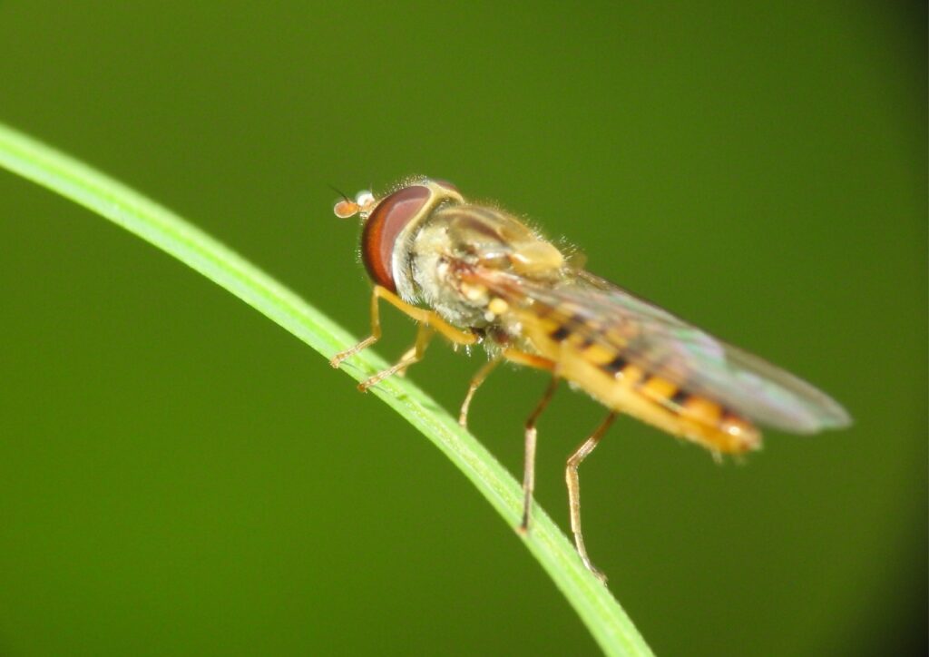 bzygowate