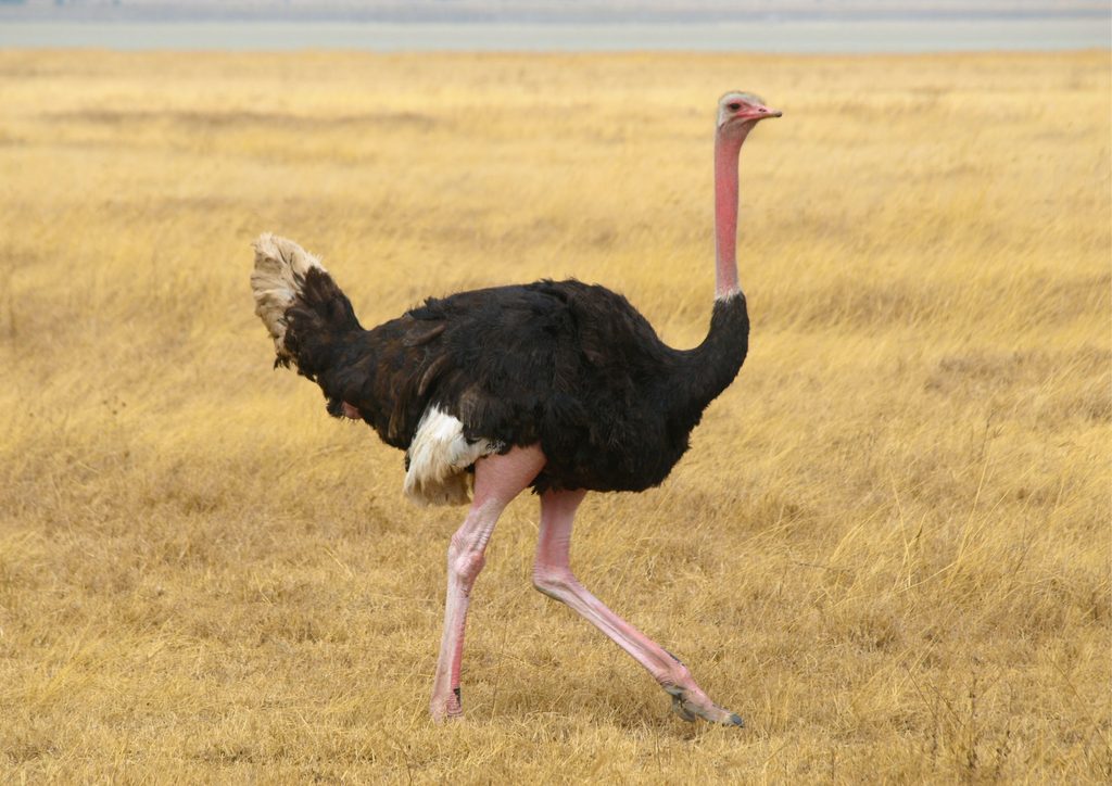 struś